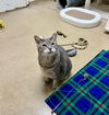 adoptable Cat in Brick, NJ named Pelusa