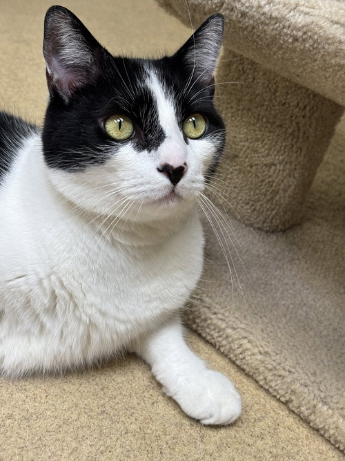 picture of the cat needing adoption