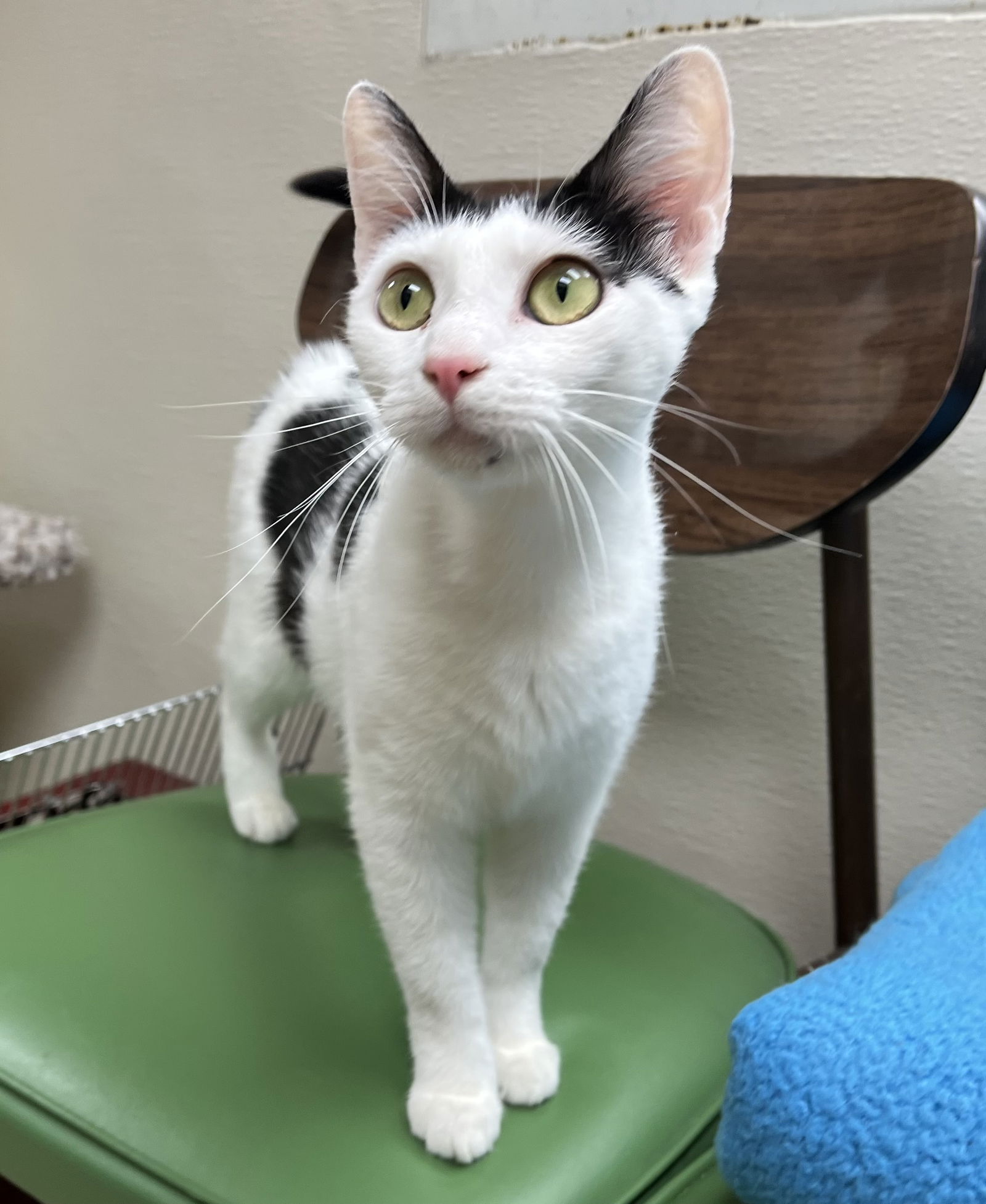 adoptable Cat in Brick, NJ named Valka