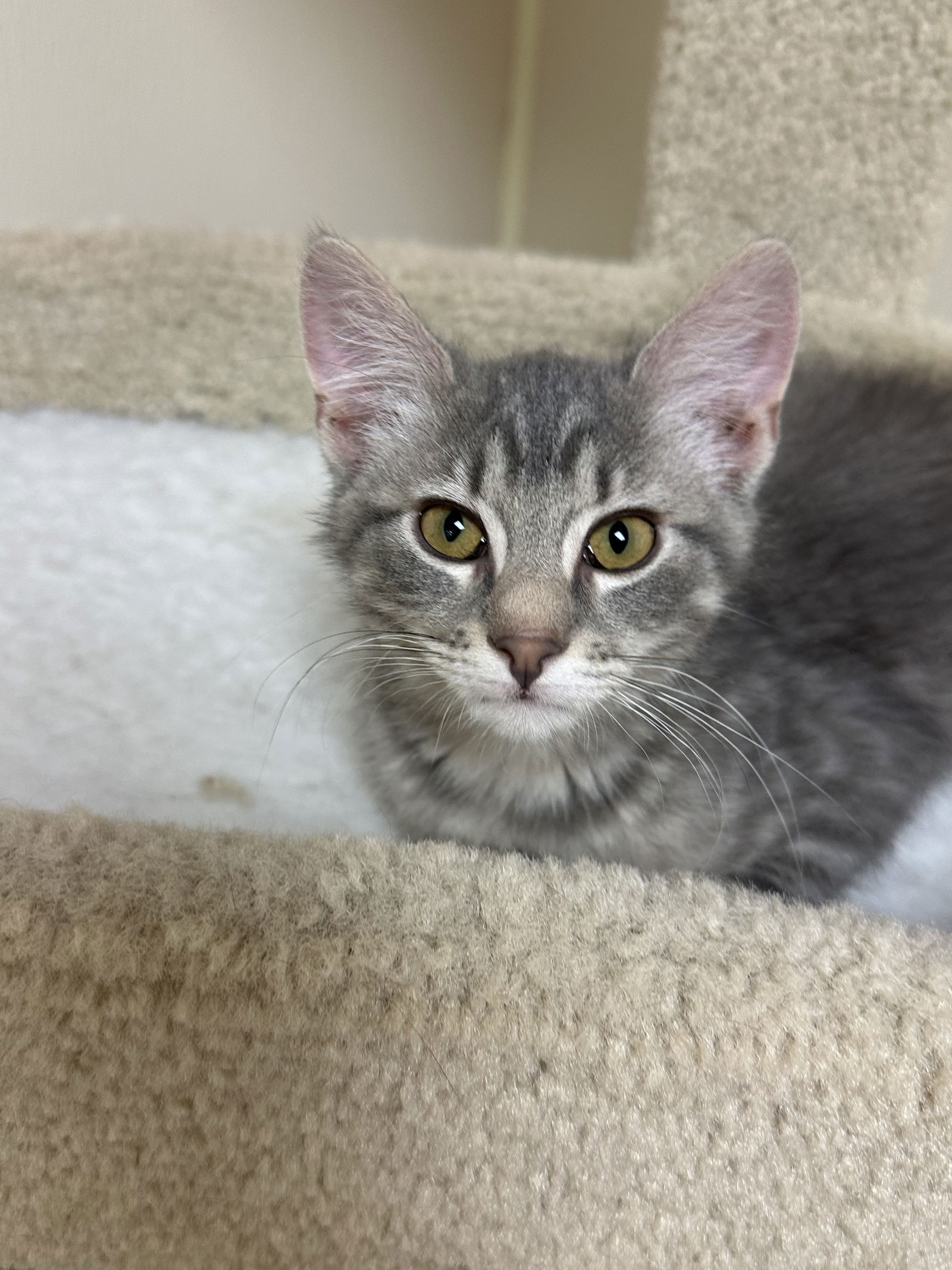 adoptable Cat in Brick, NJ named Saturn
