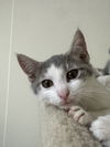 adoptable Cat in Brick, NJ named Mercury