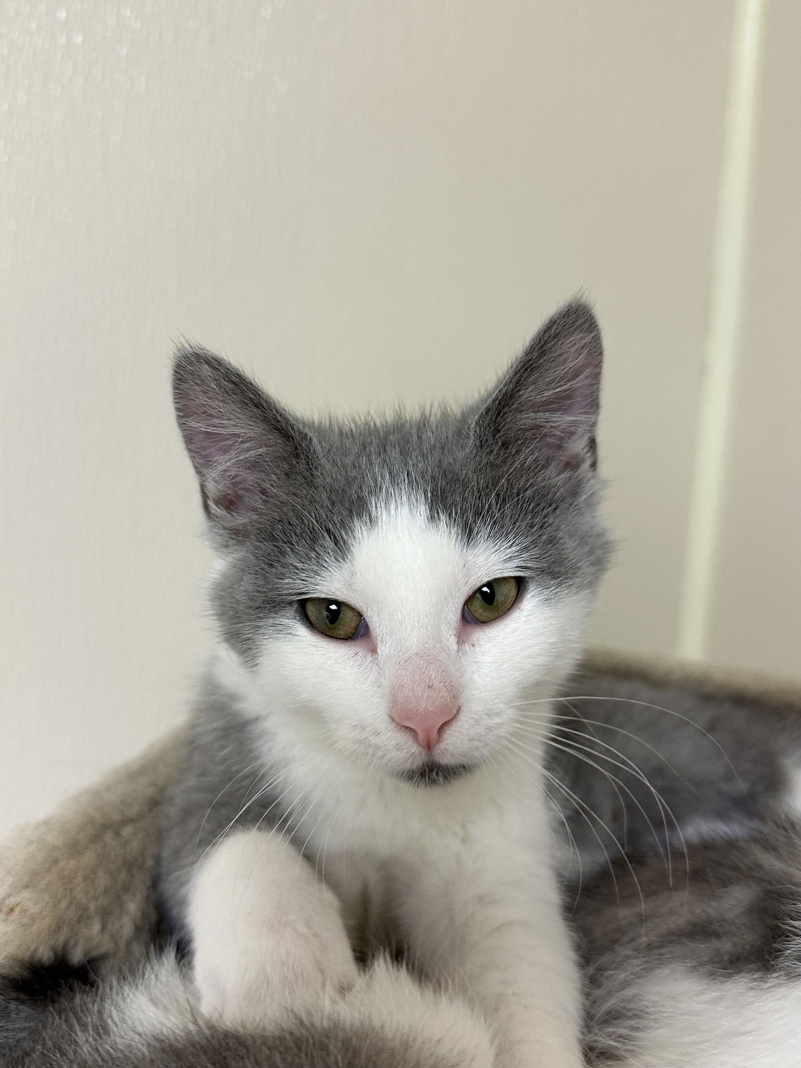 adoptable Cat in Brick, NJ named Venus