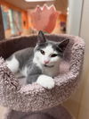 adoptable Cat in Brick, NJ named Venus