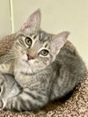 adoptable Cat in brick, NJ named Jupiter