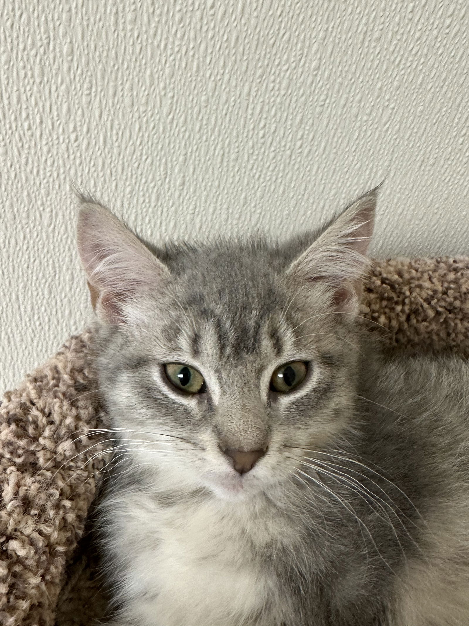 adoptable Cat in Brick, NJ named Neptune