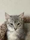 adoptable Cat in Brick, NJ named Neptune