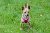 adoptable Dog in brick, NJ named Chico