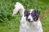 adoptable Dog in brick, NJ named Jovi-pending
