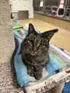 adoptable Cat in brick, NJ named Kiki