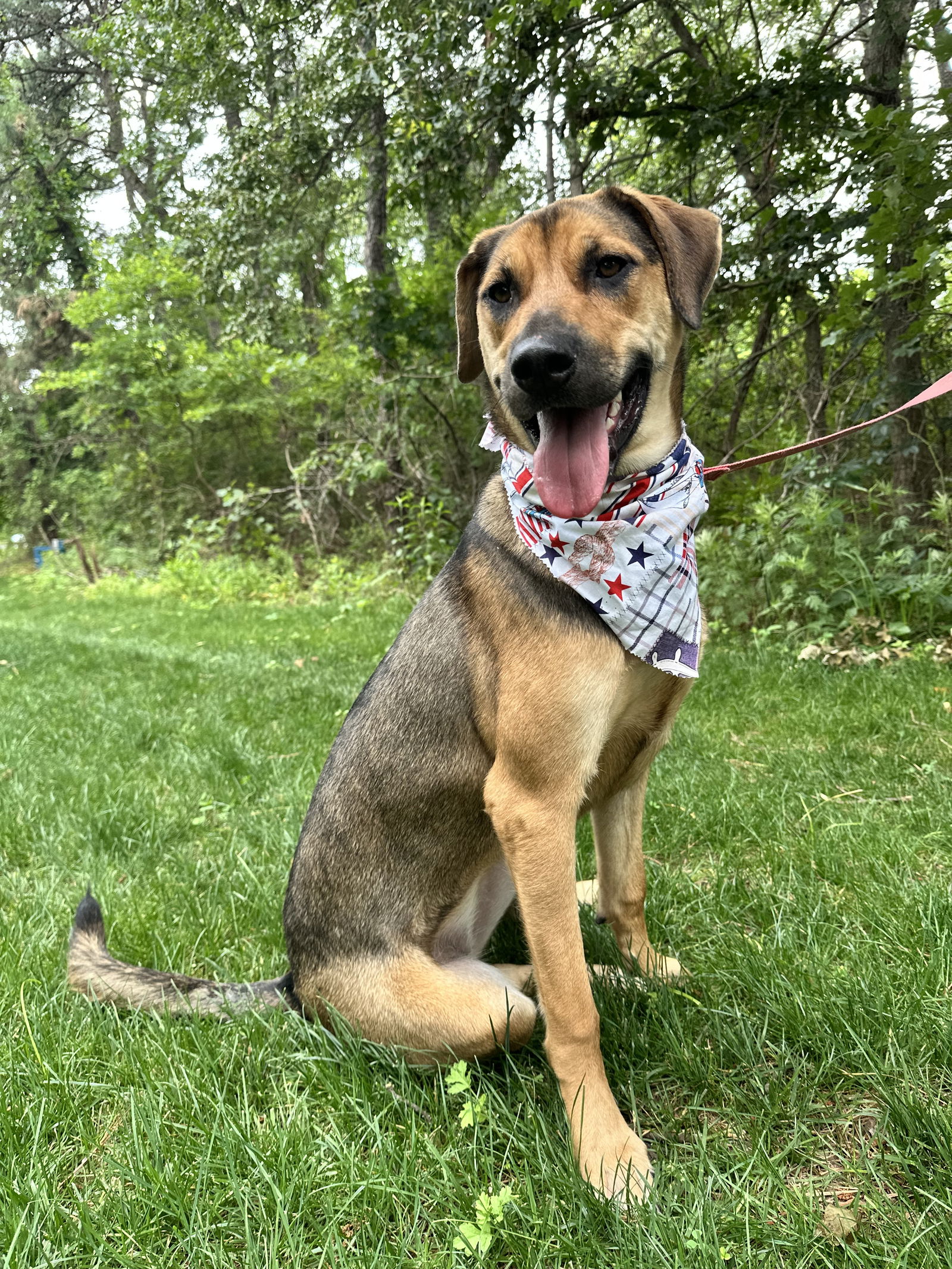 adoptable Dog in Brick, NJ named Isabella