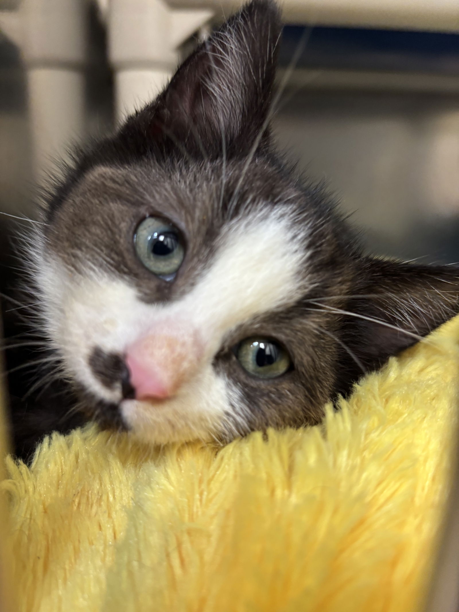 adoptable Cat in Brick, NJ named Sonic