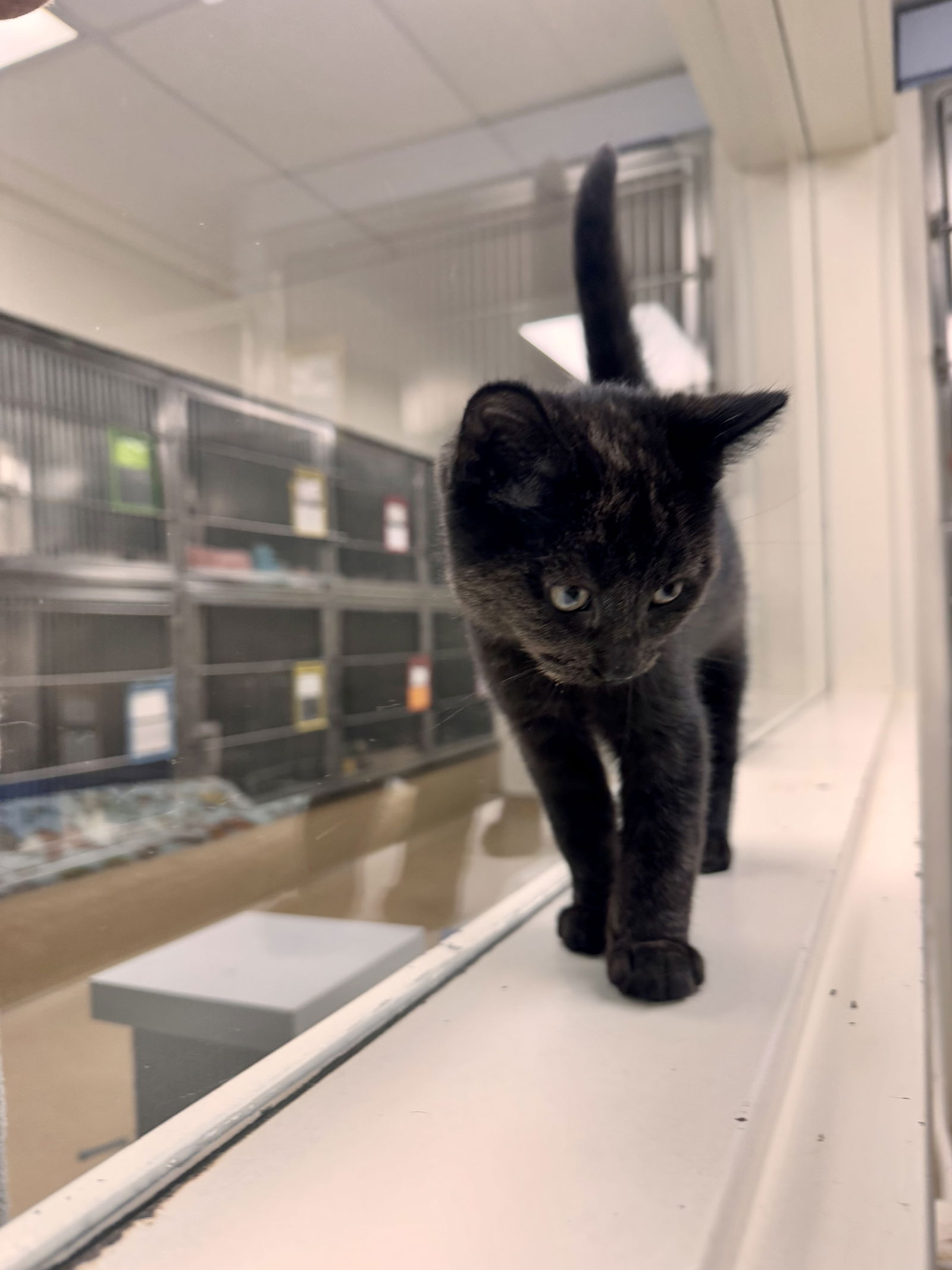 adoptable Cat in Brick, NJ named Shadow
