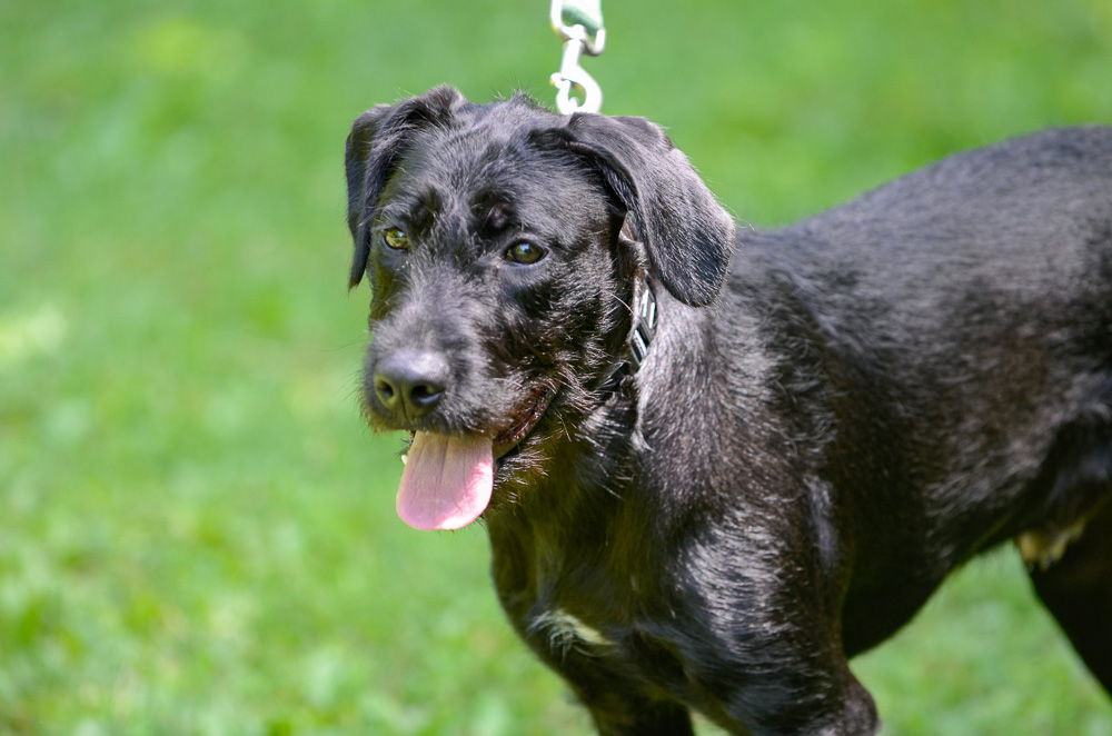 adoptable Dog in Brick, NJ named Adam-pending