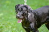 adoptable Dog in brick, NJ named Adam-pending