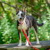 adoptable Dog in  named Kirby