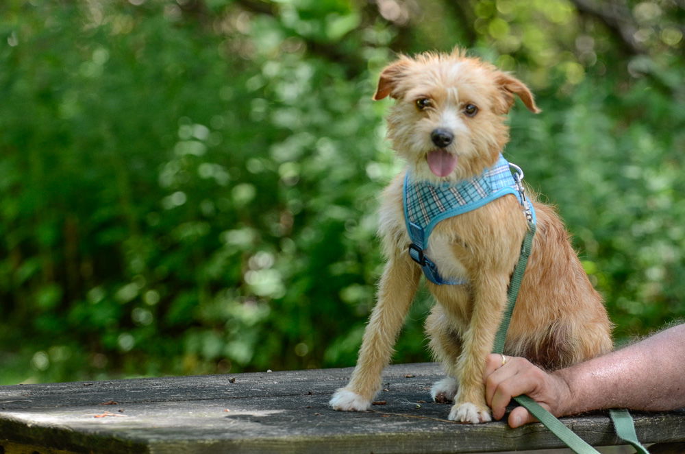 adoptable Dog in Brick, NJ named Opie