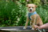 adoptable Dog in  named Opie