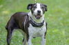 adoptable Dog in brick, NJ named Jewel