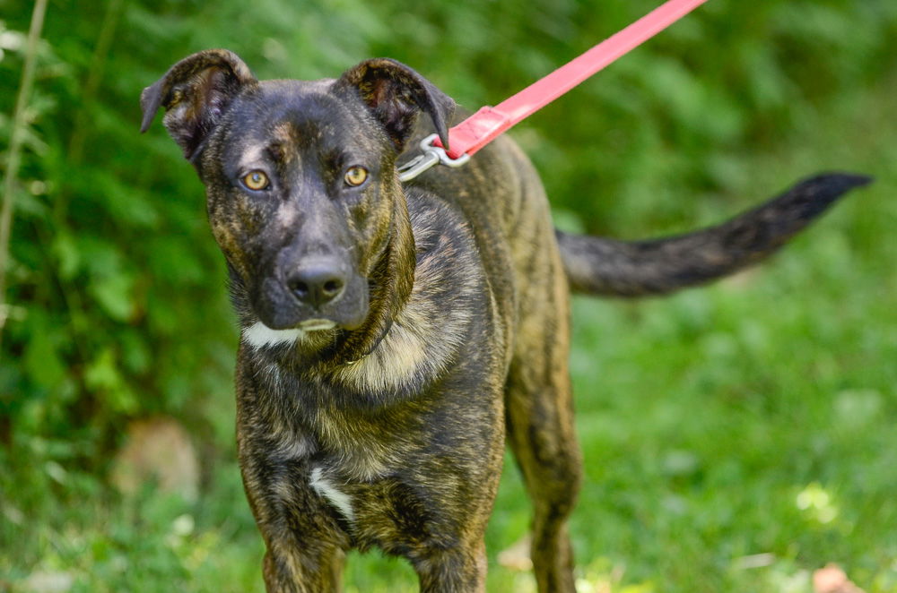 adoptable Dog in Brick, NJ named Rudy