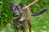 adoptable Dog in  named Rudy