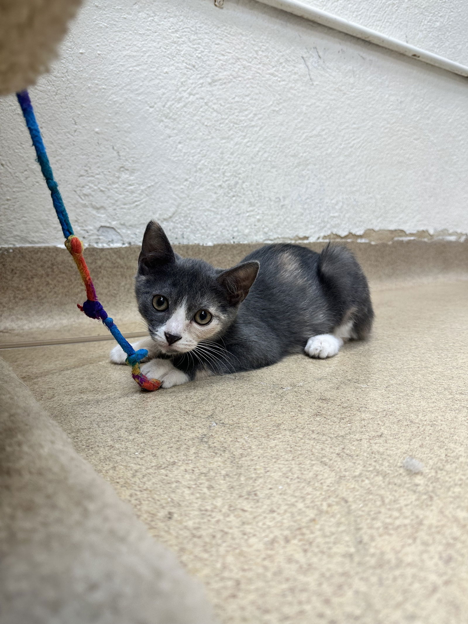 adoptable Cat in Brick, NJ named Serafina