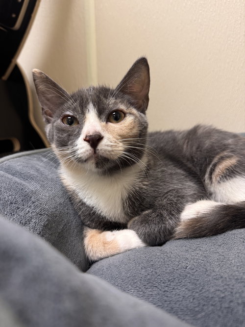 SERAFINA - Domestic Short Hair available for adoption