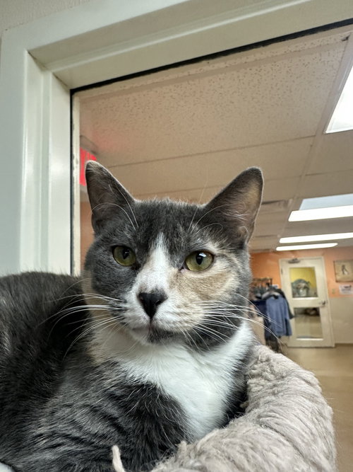 Serafina, Young Domestic Short Hair (short coat), cat for adoption in Valley Stream, New York