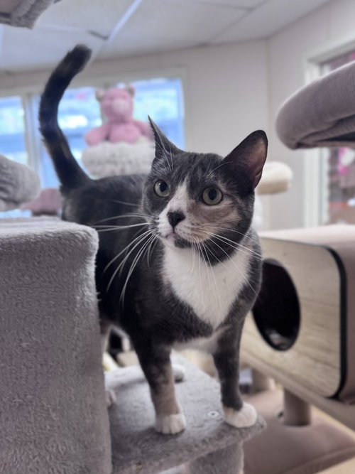 picture of the cat needing adoption