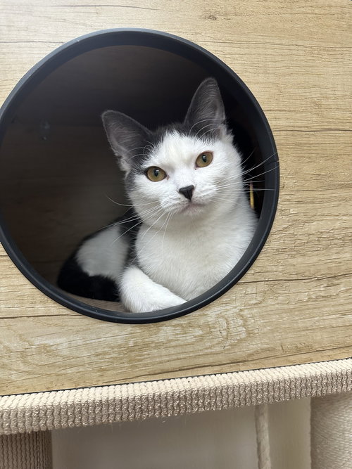 Maeve, Young Domestic Short Hair (short coat), cat for adoption in Valley Stream, New York