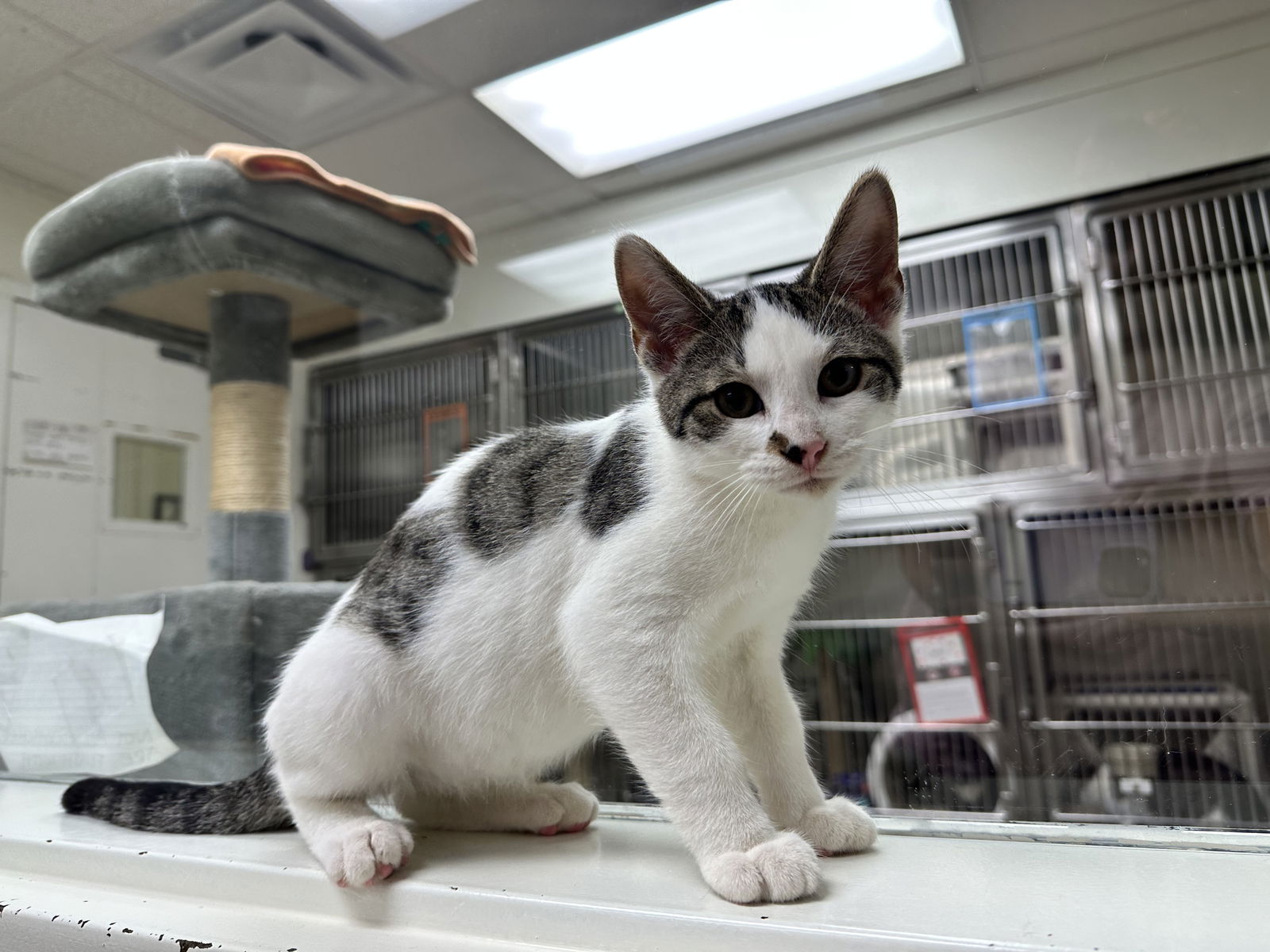 adoptable Cat in Brick, NJ named Harry