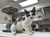 adoptable Cat in brick, NJ named Harry