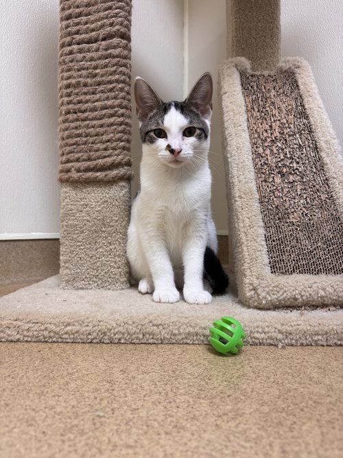 HARRY - Domestic Short Hair available for adoption