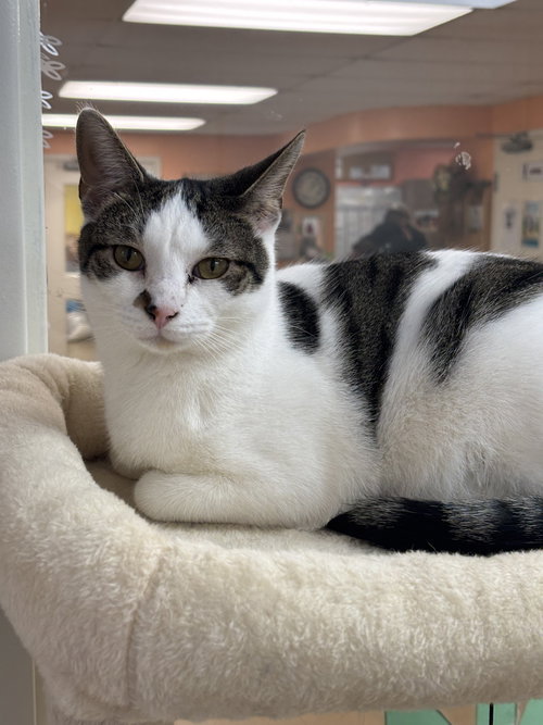 Harry, Young Domestic Short Hair (short coat), cat for adoption in Valley Stream, New York