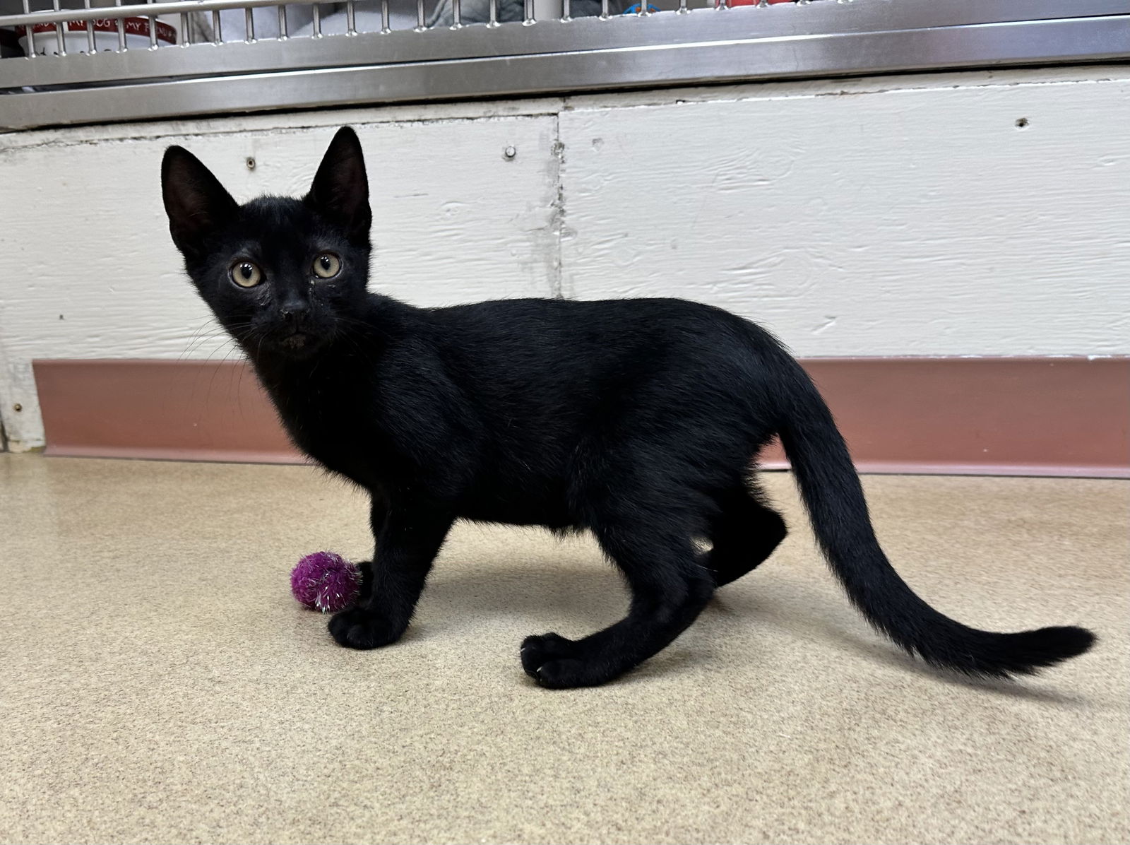 adoptable Cat in Brick, NJ named Conrad