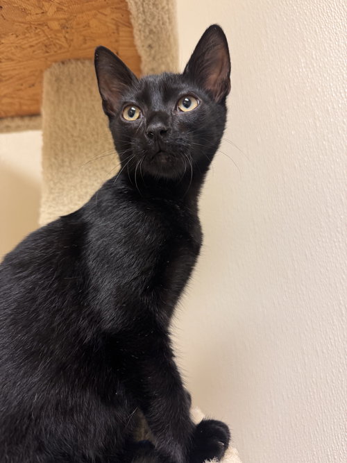 CONRAD - Domestic Short Hair available for adoption