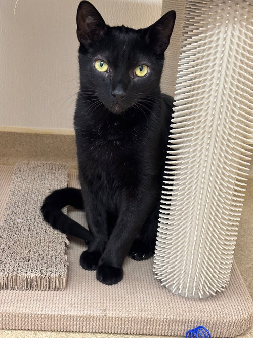 Conrad, Young Domestic Short Hair (short coat), cat for adoption in Valley Stream, New York