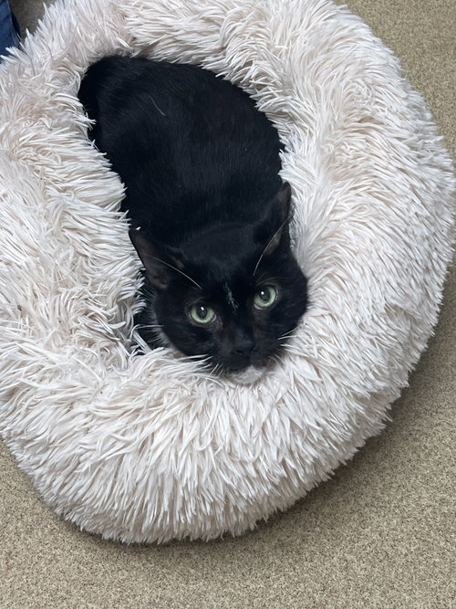 picture of the cat needing adoption