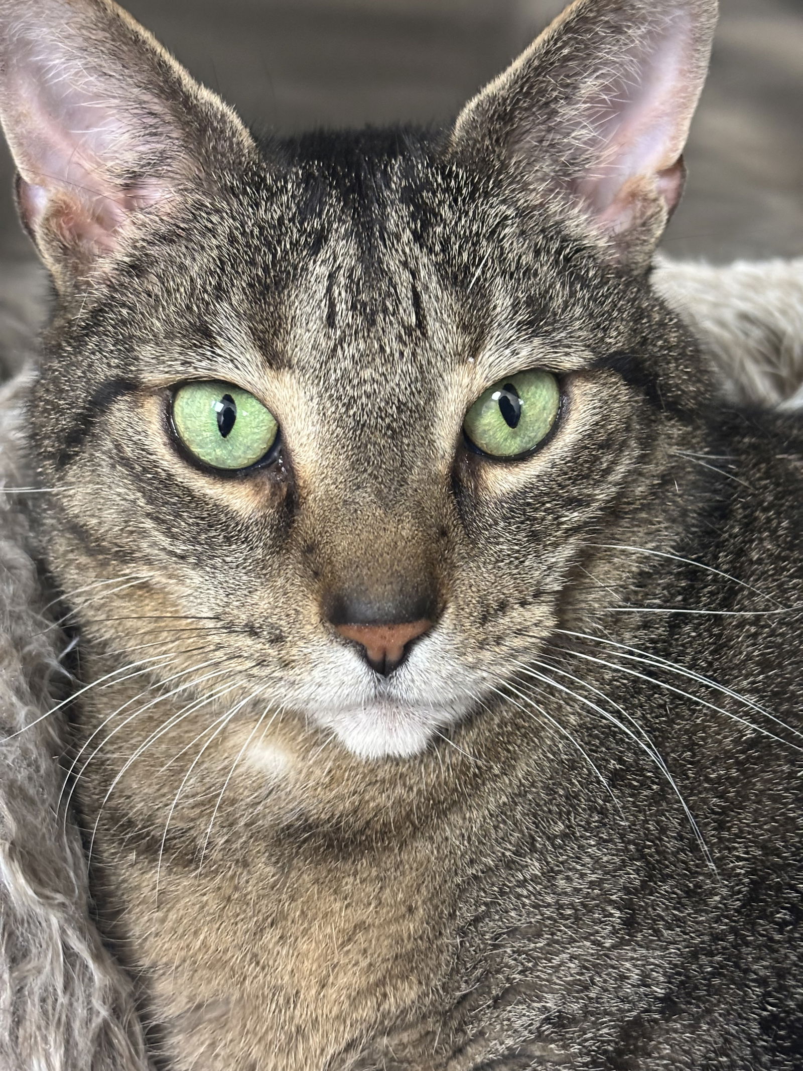 adoptable Cat in Brick, NJ named Baby