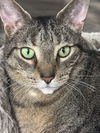 adoptable Cat in , NJ named Baby