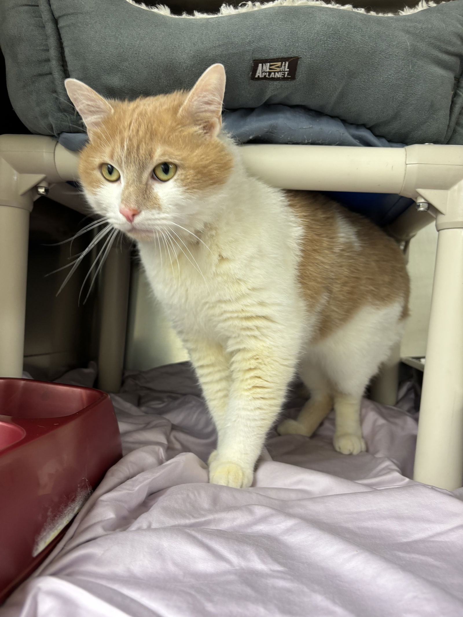 adoptable Cat in Brick, NJ named Pumpkin