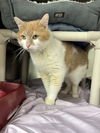adoptable Cat in , NJ named Pumpkin