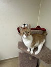 adoptable Cat in , NJ named Bolita-pending