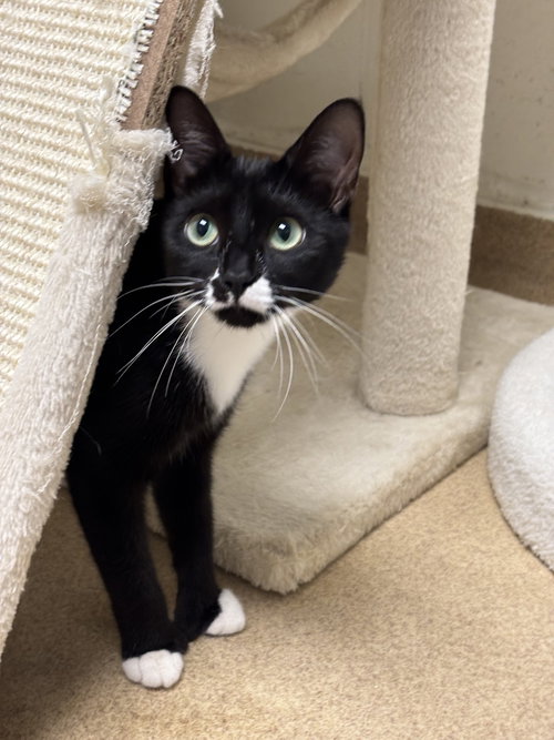 RAVEN-PENDING - Domestic Short Hair available for adoption