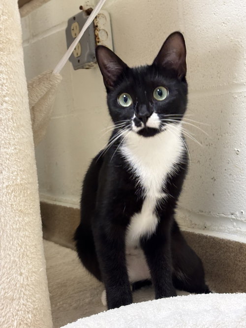 RAVEN-PENDING - Domestic Short Hair available for adoption