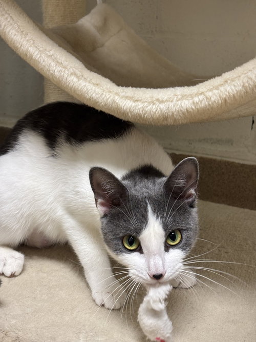 MISTY-PENDING - Domestic Short Hair available for adoption