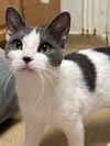adoptable Cat in , NJ named Misty