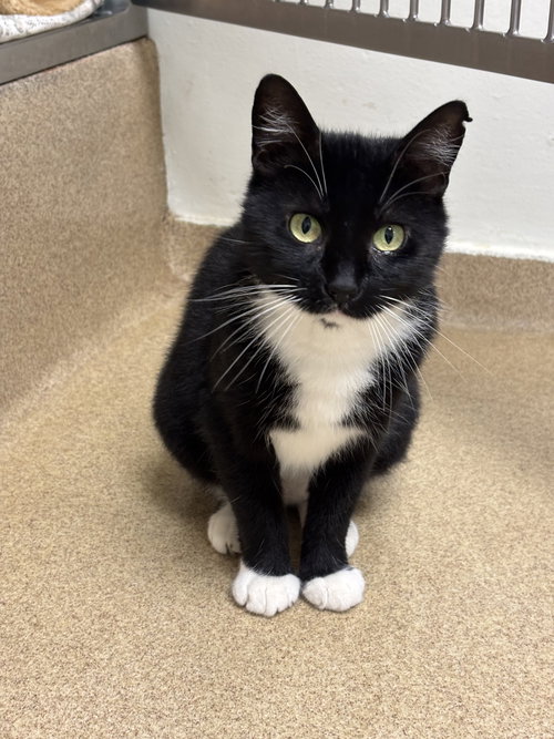 SIRI - Domestic Short Hair available for adoption