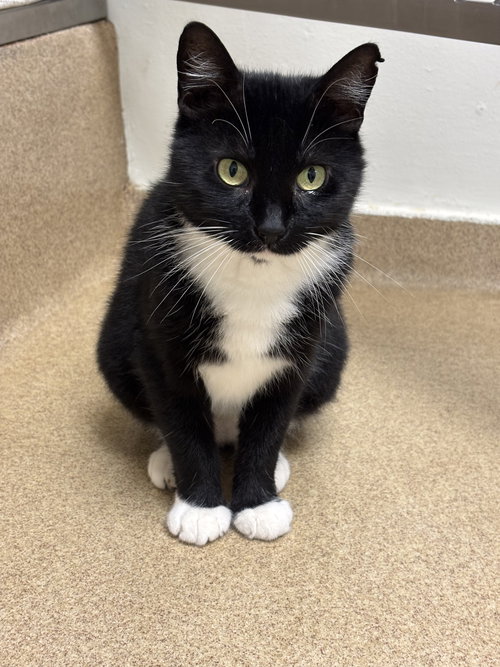 SIRI - Domestic Short Hair available for adoption