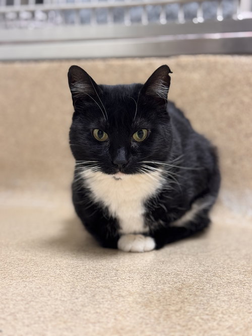 SIRI - Domestic Short Hair available for adoption
