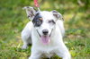 Clover-pending - Photo 3